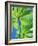 Backlit Leaves, Barro Colorado Island, Panama-Christian Ziegler-Framed Photographic Print