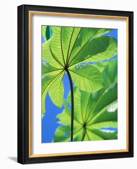 Backlit Leaves, Barro Colorado Island, Panama-Christian Ziegler-Framed Photographic Print