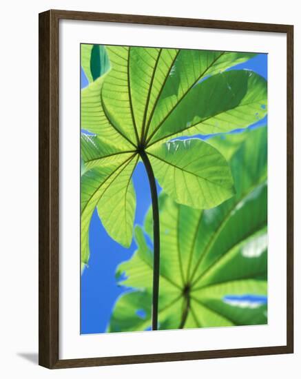 Backlit Leaves, Barro Colorado Island, Panama-Christian Ziegler-Framed Photographic Print