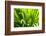 Backlit leaves in garden.-Matt Freedman-Framed Photographic Print