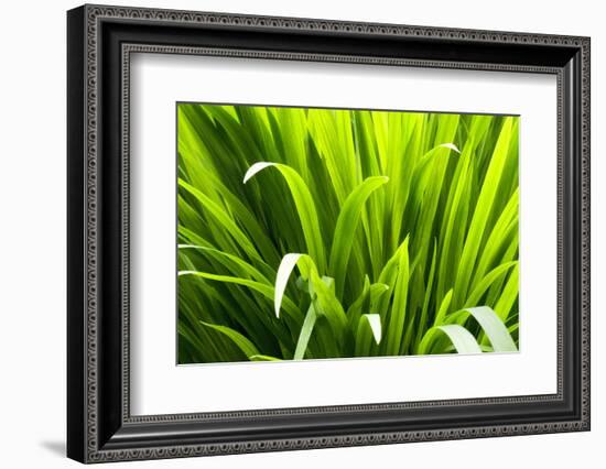 Backlit leaves in garden.-Matt Freedman-Framed Photographic Print