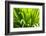 Backlit leaves in garden.-Matt Freedman-Framed Photographic Print