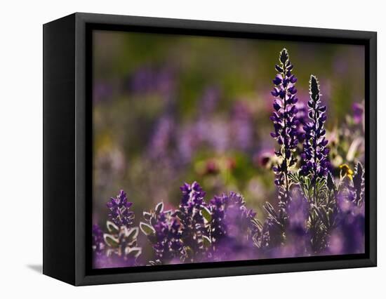 Backlit Lupine Flowers, Glacier National Park, Montana, USA-Adam Jones-Framed Premier Image Canvas