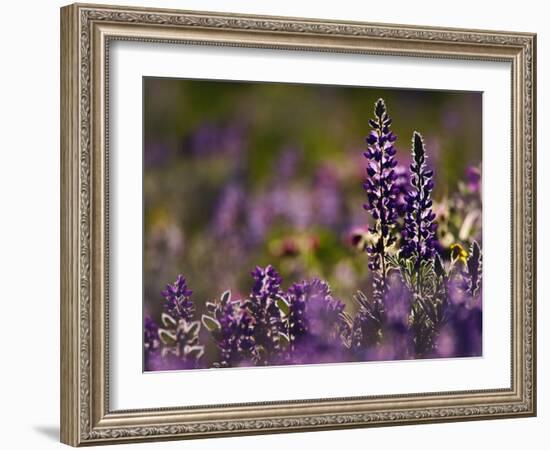 Backlit Lupine Flowers, Glacier National Park, Montana, USA-Adam Jones-Framed Photographic Print