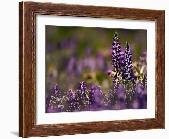 Backlit Lupine Flowers, Glacier National Park, Montana, USA-Adam Jones-Framed Photographic Print