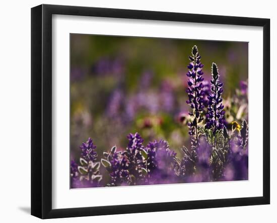 Backlit Lupine Flowers, Glacier National Park, Montana, USA-Adam Jones-Framed Photographic Print