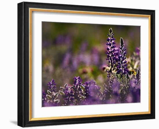 Backlit Lupine Flowers, Glacier National Park, Montana, USA-Adam Jones-Framed Photographic Print