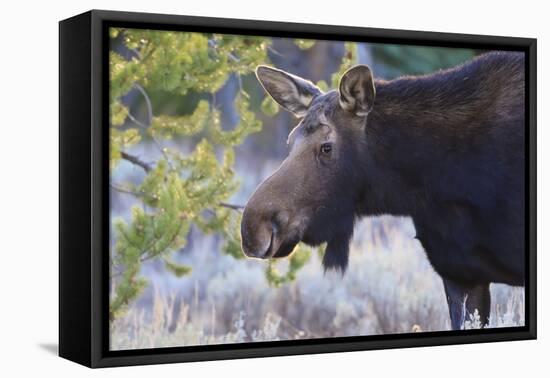 Backlit Moose (Alces Alces) Cow in Profile-Eleanor-Framed Premier Image Canvas