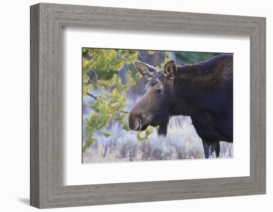 Backlit Moose (Alces Alces) Cow in Profile-Eleanor-Framed Photographic Print