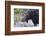 Backlit Moose (Alces Alces) Cow in Profile-Eleanor-Framed Photographic Print