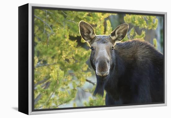 Backlit Moose (Alces Alces) Cow Stares at Camera in Evening Light-Eleanor-Framed Premier Image Canvas