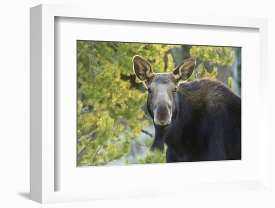 Backlit Moose (Alces Alces) Cow Stares at Camera in Evening Light-Eleanor-Framed Photographic Print