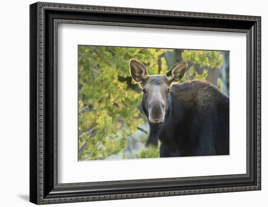 Backlit Moose (Alces Alces) Cow Stares at Camera in Evening Light-Eleanor-Framed Photographic Print