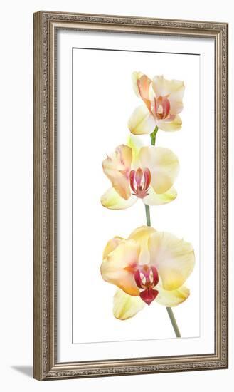 Backlit Orchids against white background-null-Framed Photographic Print