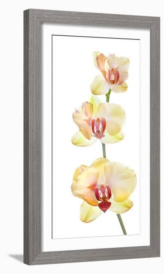 Backlit Orchids against white background-null-Framed Photographic Print