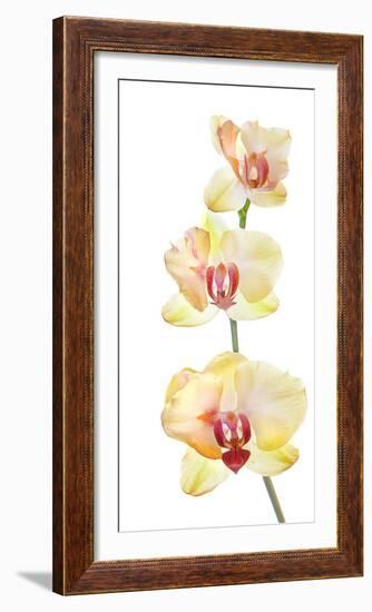 Backlit Orchids against white background-null-Framed Photographic Print