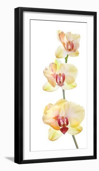 Backlit Orchids against white background-null-Framed Photographic Print