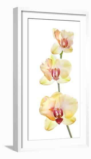 Backlit Orchids against white background-null-Framed Photographic Print