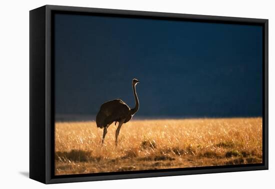 Backlit Ostrich in the early morning light, Masai Mara-Karen Deakin-Framed Premier Image Canvas