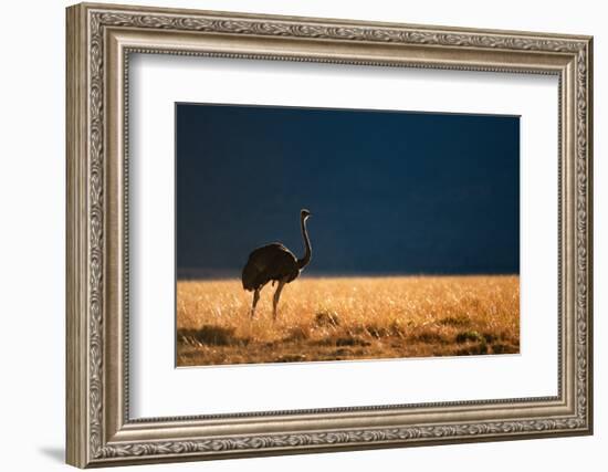 Backlit Ostrich in the early morning light, Masai Mara-Karen Deakin-Framed Photographic Print