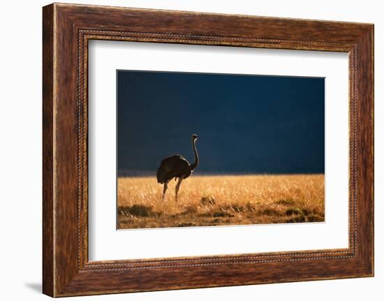 Backlit Ostrich in the early morning light, Masai Mara-Karen Deakin-Framed Photographic Print