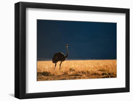 Backlit Ostrich in the early morning light, Masai Mara-Karen Deakin-Framed Photographic Print