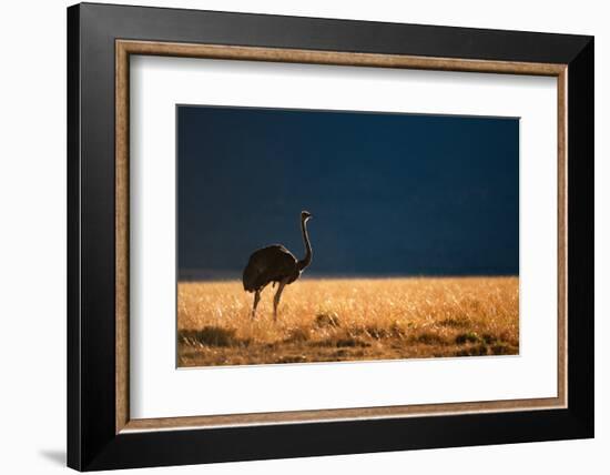 Backlit Ostrich in the early morning light, Masai Mara-Karen Deakin-Framed Photographic Print