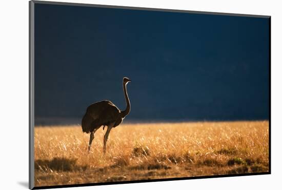 Backlit Ostrich in the early morning light, Masai Mara-Karen Deakin-Mounted Photographic Print