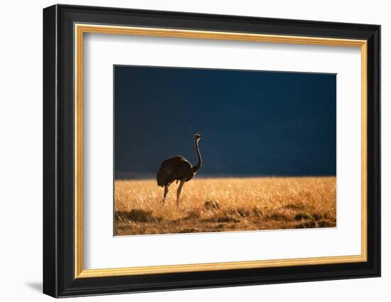 Backlit Ostrich in the early morning light, Masai Mara-Karen Deakin-Framed Photographic Print