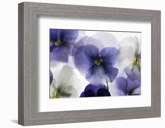 Backlit Pansies-null-Framed Photographic Print