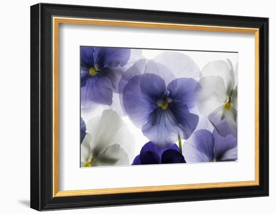 Backlit Pansies-null-Framed Photographic Print