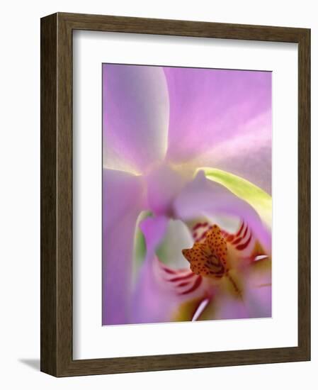 Backlit Phalaeonopsis Orchid, Alpharetta, Georgia, USA-Charles R. Needle-Framed Photographic Print