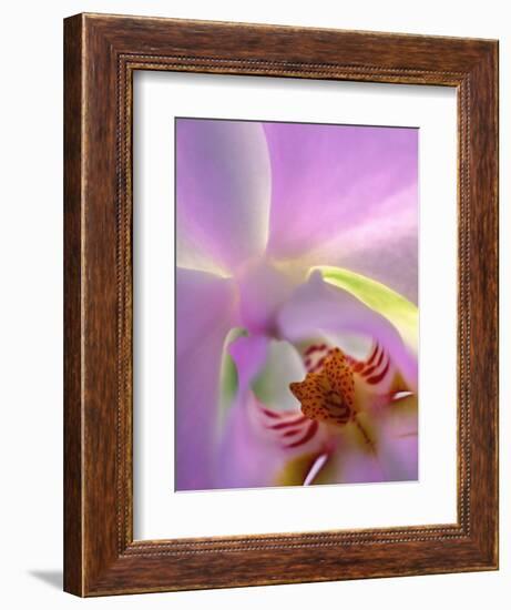 Backlit Phalaeonopsis Orchid, Alpharetta, Georgia, USA-Charles R. Needle-Framed Photographic Print