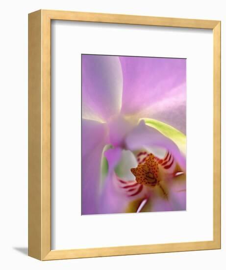 Backlit Phalaeonopsis Orchid, Alpharetta, Georgia, USA-Charles R. Needle-Framed Photographic Print