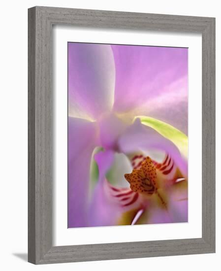 Backlit Phalaeonopsis Orchid, Alpharetta, Georgia, USA-Charles R. Needle-Framed Photographic Print