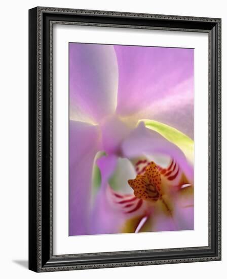 Backlit Phalaeonopsis Orchid, Alpharetta, Georgia, USA-Charles R. Needle-Framed Photographic Print