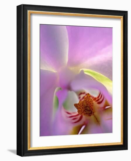 Backlit Phalaeonopsis Orchid, Alpharetta, Georgia, USA-Charles R. Needle-Framed Photographic Print