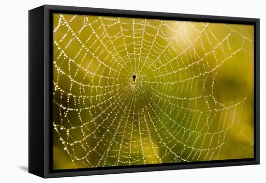 Backlit Spider Web in Theodore Roosevelt National Park, North Dakota, Usa-Chuck Haney-Framed Premier Image Canvas