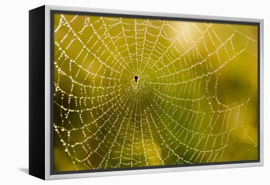 Backlit Spider Web in Theodore Roosevelt National Park, North Dakota, Usa-Chuck Haney-Framed Premier Image Canvas