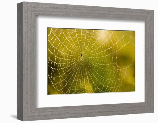 Backlit Spider Web in Theodore Roosevelt National Park, North Dakota, Usa-Chuck Haney-Framed Photographic Print