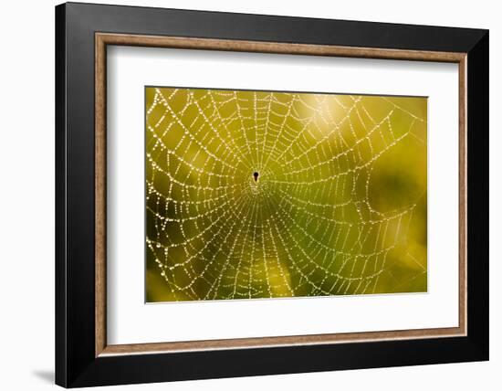 Backlit Spider Web in Theodore Roosevelt National Park, North Dakota, Usa-Chuck Haney-Framed Photographic Print