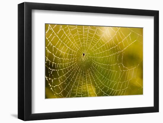 Backlit Spider Web in Theodore Roosevelt National Park, North Dakota, Usa-Chuck Haney-Framed Photographic Print