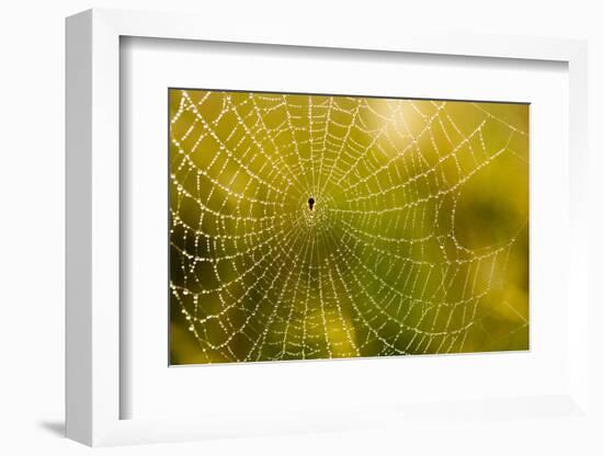 Backlit Spider Web in Theodore Roosevelt National Park, North Dakota, Usa-Chuck Haney-Framed Photographic Print