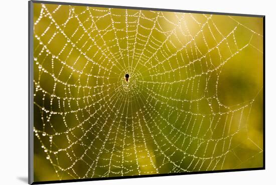 Backlit Spider Web in Theodore Roosevelt National Park, North Dakota, Usa-Chuck Haney-Mounted Photographic Print