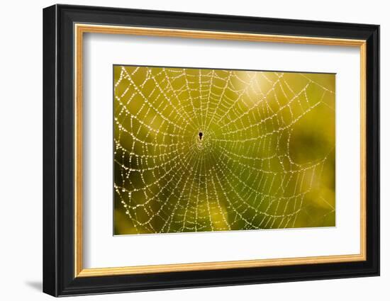 Backlit Spider Web in Theodore Roosevelt National Park, North Dakota, Usa-Chuck Haney-Framed Photographic Print