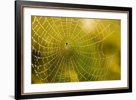 Backlit Spider Web in Theodore Roosevelt National Park, North Dakota, Usa-Chuck Haney-Framed Photographic Print