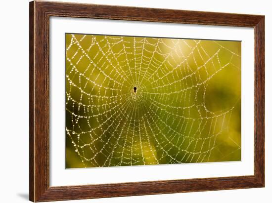 Backlit Spider Web in Theodore Roosevelt National Park, North Dakota, Usa-Chuck Haney-Framed Photographic Print