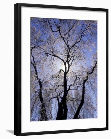 Backlit Tree and Blossoms in Spring, Lexington, Kentucky, USA-Adam Jones-Framed Photographic Print