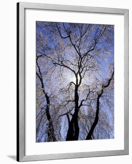 Backlit Tree and Blossoms in Spring, Lexington, Kentucky, USA-Adam Jones-Framed Photographic Print