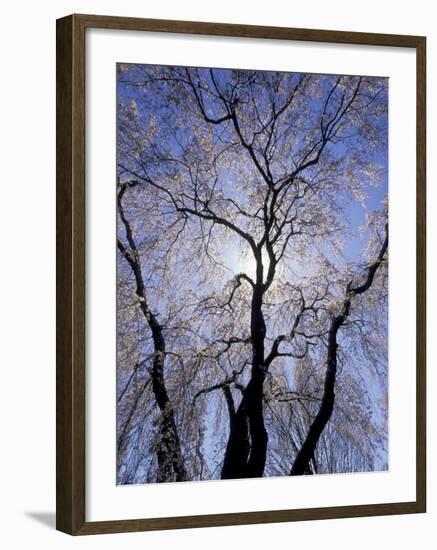 Backlit Tree and Blossoms in Spring, Lexington, Kentucky, USA-Adam Jones-Framed Photographic Print